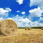 Harvest